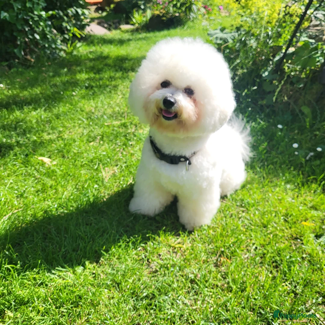 Bichon Frisé honden te koop: Koningshond: Bichon Frisé - Advertentie 6
