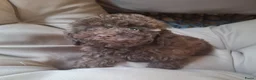 Poedel Toy honden te koop: Toy poedel  - Advertentie 8