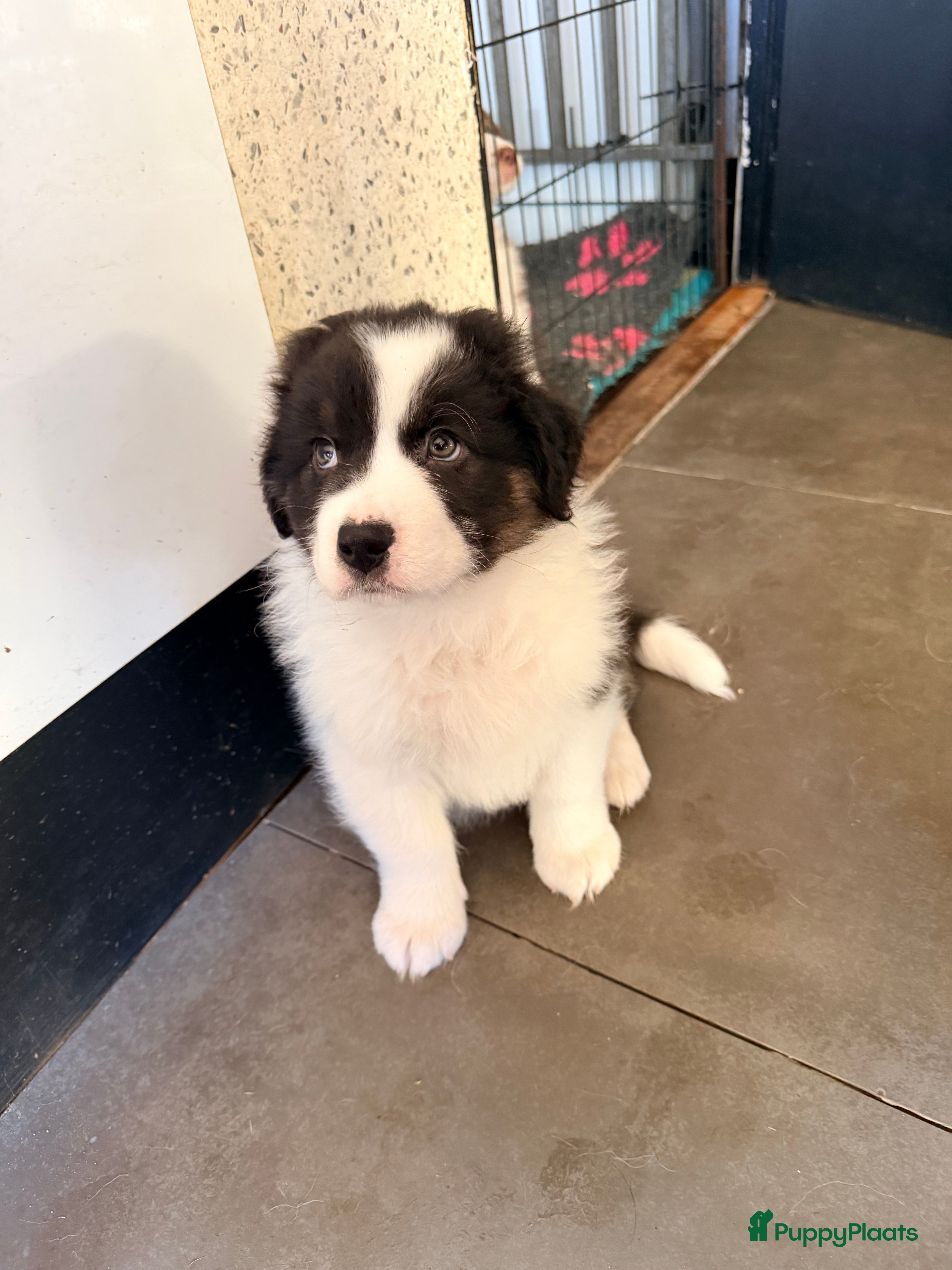 Australian Shepherd honden Australian shepherd pups  - Advertentie 4