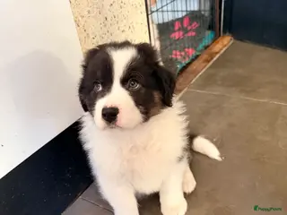 Australian Shepherd honden Australian shepherd pups - Advertentie 4