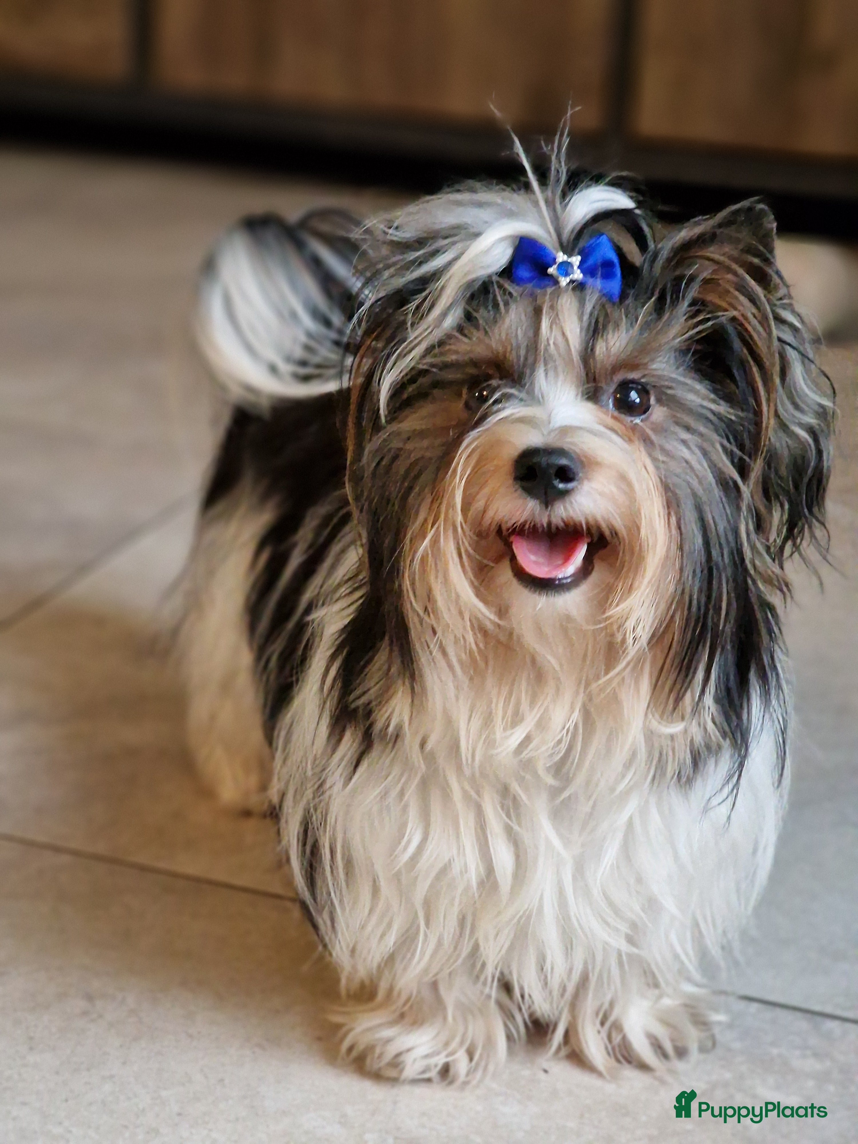 Biewer Terrier honden Prachtige Biewer Terrier Dekreu met Stamboom - Advertentie 1