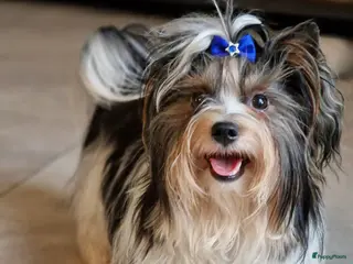 Biewer Terrier honden Prachtige Biewer Terrier Dekreu met Stamboom - Advertentie 1