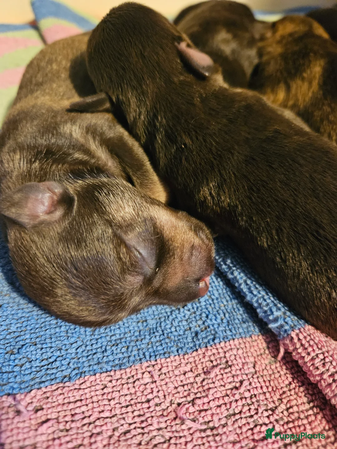 Dwergschnauzer honden te koop: Dwergschnauzers in liver/tan - Advertentie 5