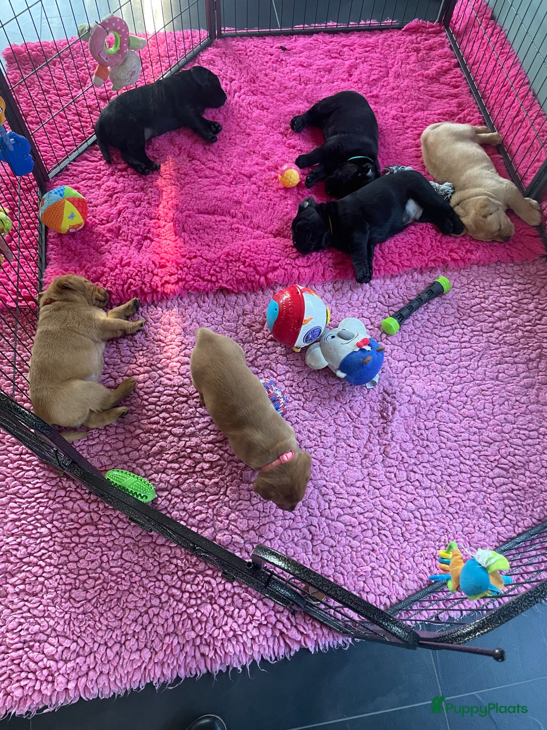 Labrador Retriever honden te koop: NEST AANKONDIGING LABRADOR PUPS - Advertentie 26
