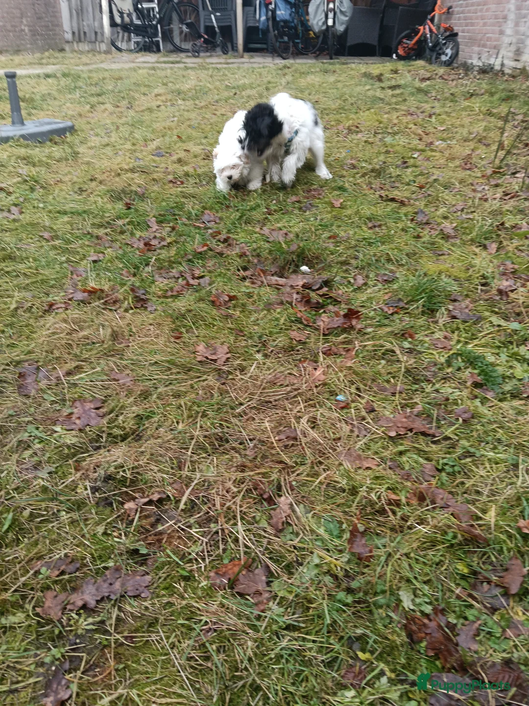 Kruising honden te koop: Maltipoo pup - Advertentie 9