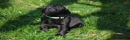 Goldador honden te koop: Lieve Goldador pups mogen naar hun nieuwe huisje - Advertentie 5