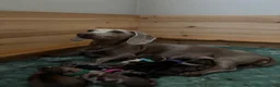 Teckel (korthaar)  honden te koop: Dwerg teckel pups - Advertentie 3