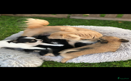 Chihuahua honden te koop: Mooie chihuahua pups in Budel - Afbeelding 8