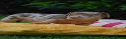 Jack Russel Terriër honden te koop: lieve pups zoeken een nieuw huisje - Advertentie 11