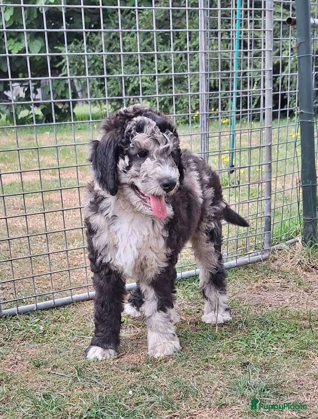 Bernedoodle honden te koop: unieke Bernedoodle pups - Advertentie 1