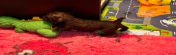 Spaanse Waterhond honden te koop: Spaanse Waterhond pups - Advertentie 19