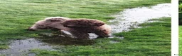 Goldendoodle honden te koop: Goldendoodle pups medium - Advertentie 16