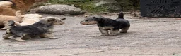 Lakeland Terriër honden te koop: Leuke lakeland pups met stamboom - Advertentie 4