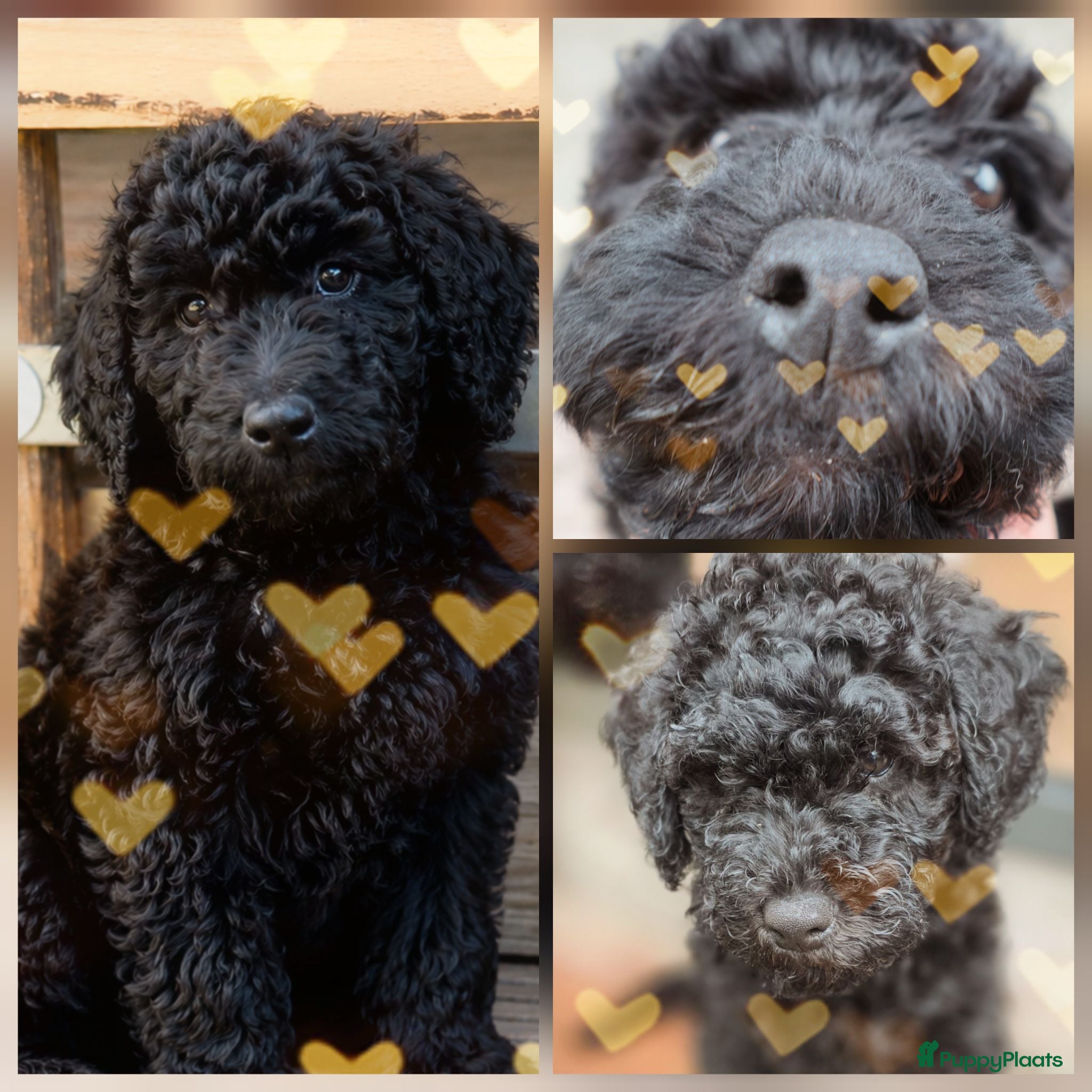 Labradoodle honden Prachtige Labradoodle pups mogen verhuizen  - Advertentie 4