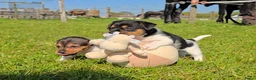 Jack Russel Terriër honden te koop: 🥰 5 Prachtige Jack Russel pups! 🐶 - Advertentie 10