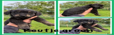 Kruising 1
