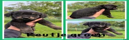Kruising honden te koop: Golden retriever x rottweiler  - Advertentie 8