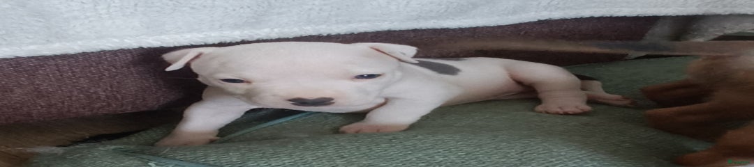American Staffordshire Terriër Puppy 8