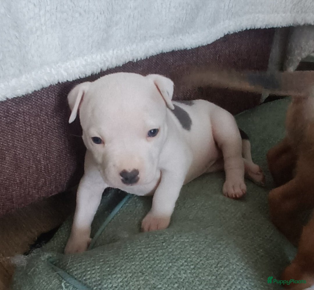 American Staffordshire Terriër honden te koop: beautiful Puppies for sale   - Afbeelding 6