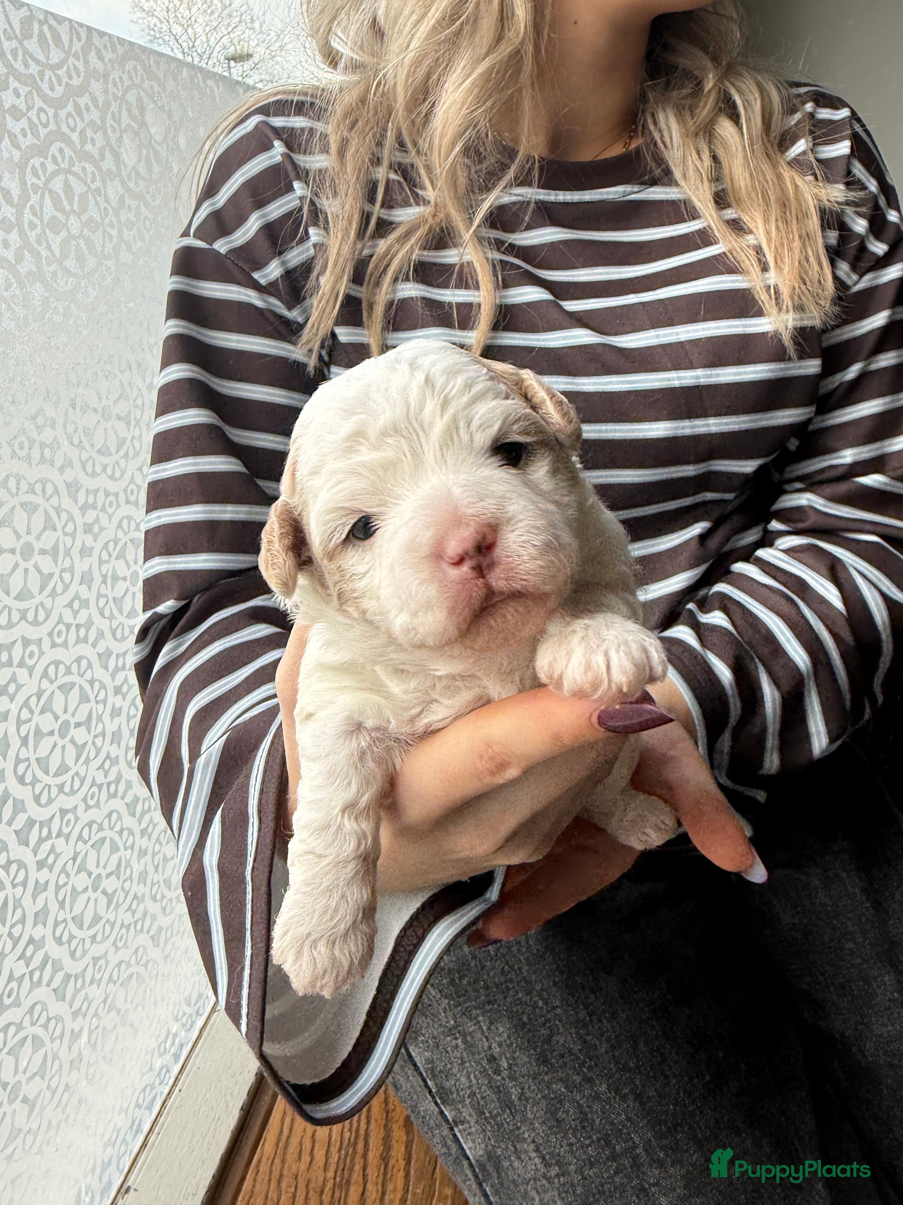 Kruising honden Boomerpups zoeken baasje - Advertentie 3