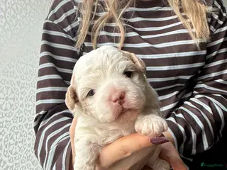 Kruising honden Boomerpups zoeken baasje - Advertentie 3