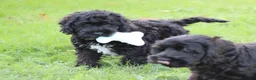 Cockapoo honden te koop: Leuke Cockapoo pups - Advertentie 7