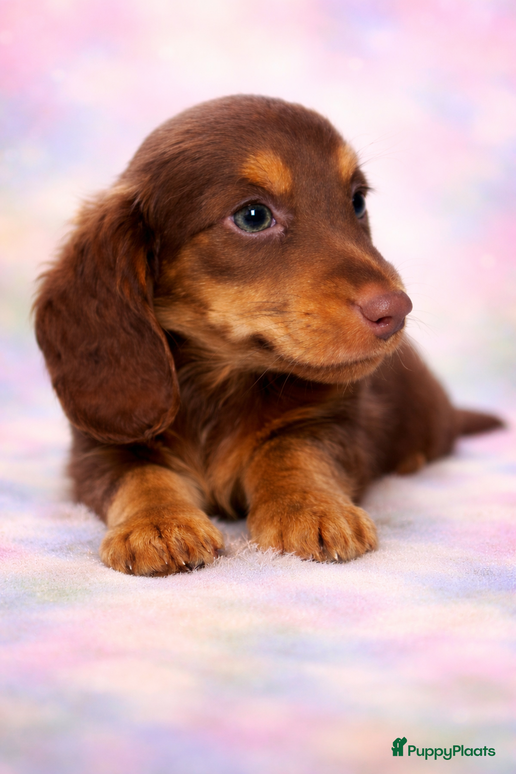 Teckel (langhaar) honden Schitterende Dwergteckels langhaar - Advertentie 1