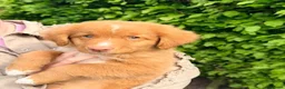 Nova Scotia Duck Tolling Retriever honden te koop: Nova scotia rolling retriever pup (Toller pup) - Advertentie 1