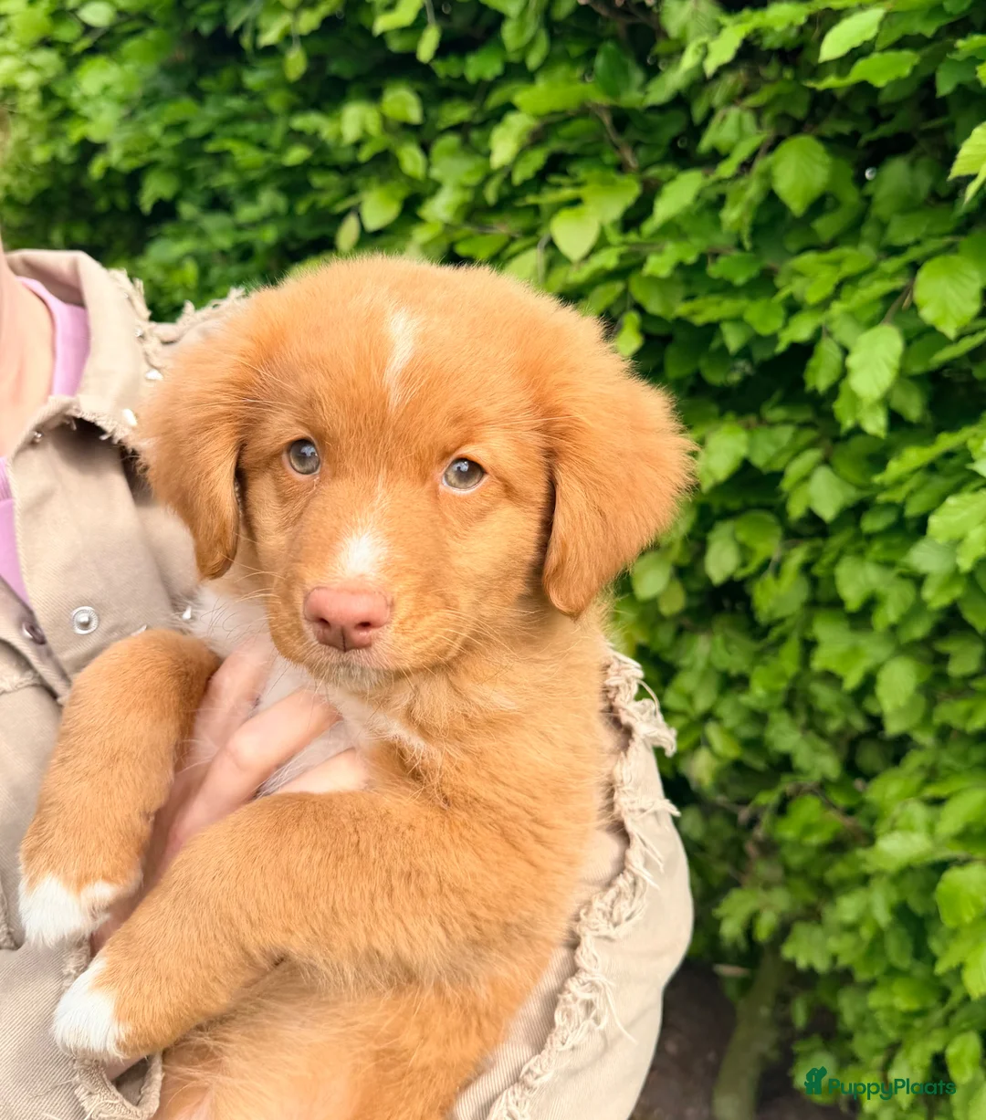 Nova Scotia Duck Tolling Retriever honden te koop: Nova scotia rolling retriever pup (Toller pup) - Advertentie 1