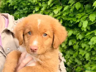 Nova Scotia Duck Tolling Retriever honden te koop: Nova scotia rolling retriever pup (Toller pup) - Advertentie 1