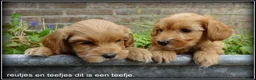 Maltipoo honden te koop: Maltipoo F1b pups - Advertentie 17