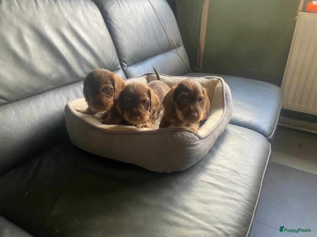 Ruwhaar Teckel honden ter dekking: Dekreu ruwharige dwergteckel chocotan - Advertentie 3