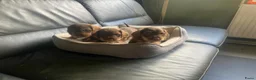 Ruwhaar Teckel honden ter dekking: Dekreu ruwharige dwergteckel chocotan - Advertentie 3