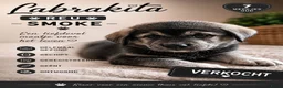 Kruising honden te koop: Labrakita pups - Advertentie 29