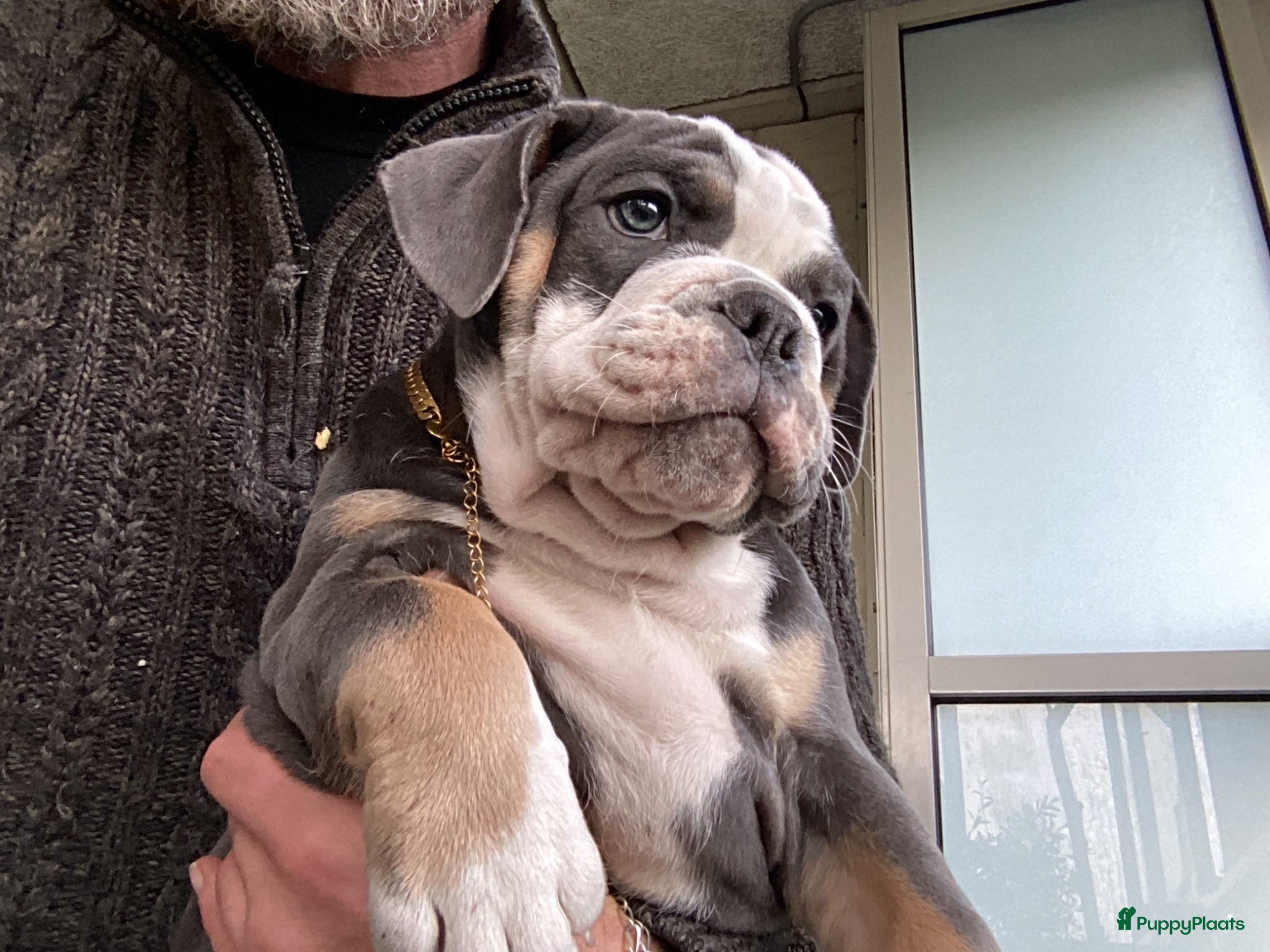 Old English Bulldog honden Prachtige Bulldog puppies - Advertentie 1