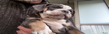 Old English Bulldog Puppy 5 