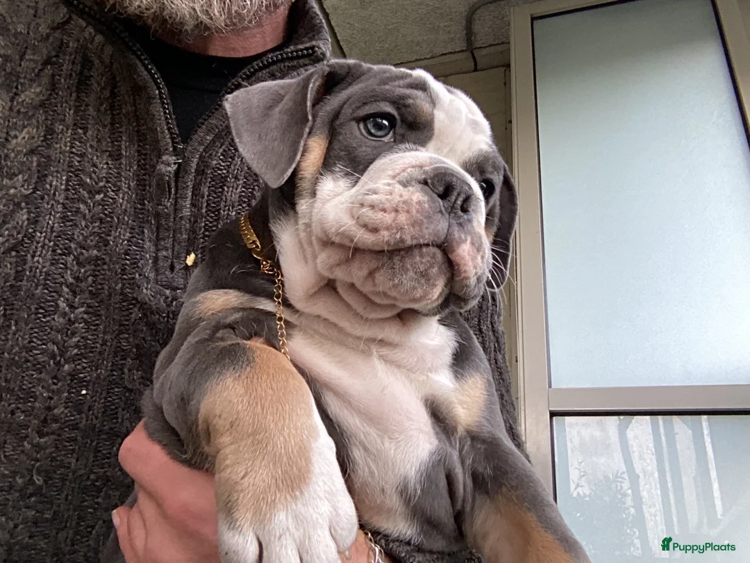 Old English Bulldog honden te koop: Prachtige Bulldog puppies - Advertentie 1