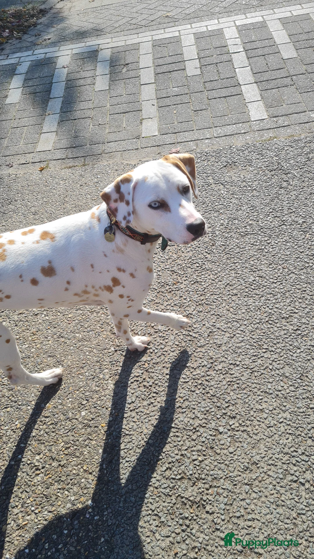 Kruising honden te koop: Aankondiging nestje Dalmador - Advertentie 9