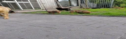 Kruising honden te koop: Rottweiler x moskovitische waakhond in De Westereen - Advertentie 6