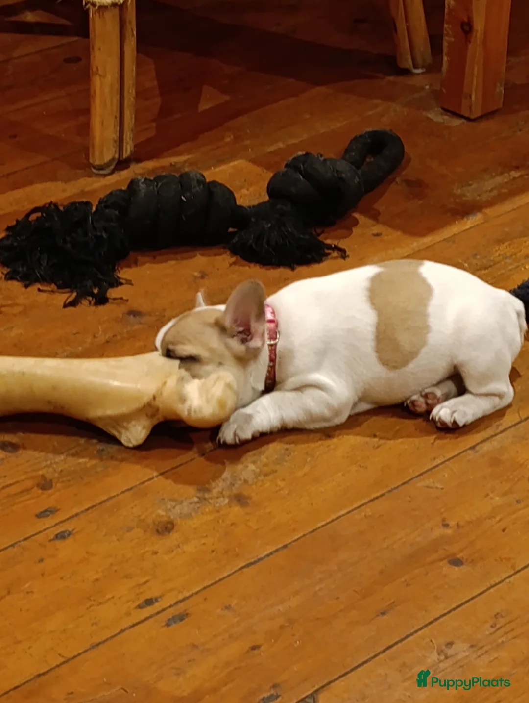 Franse Bulldog honden te koop: Franse bulldog raszuiver FCI (geteste ouders)  - Advertentie 10