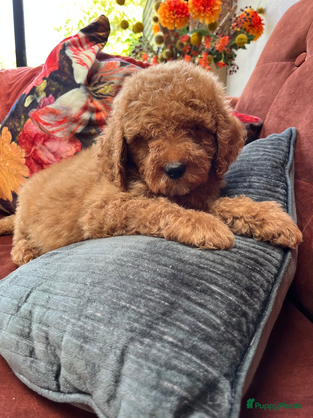 Labradoodle honden te koop: Labradoodle  - Afbeelding 3