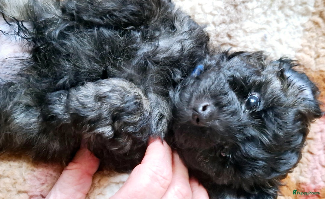 Maltipoo honden te koop: Maltipoo - Advertentie 10