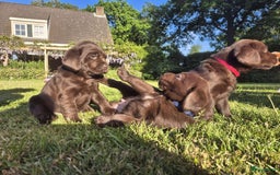 Labrador Retriever honden te koop: Labrador  in Heesch - Afbeelding 2