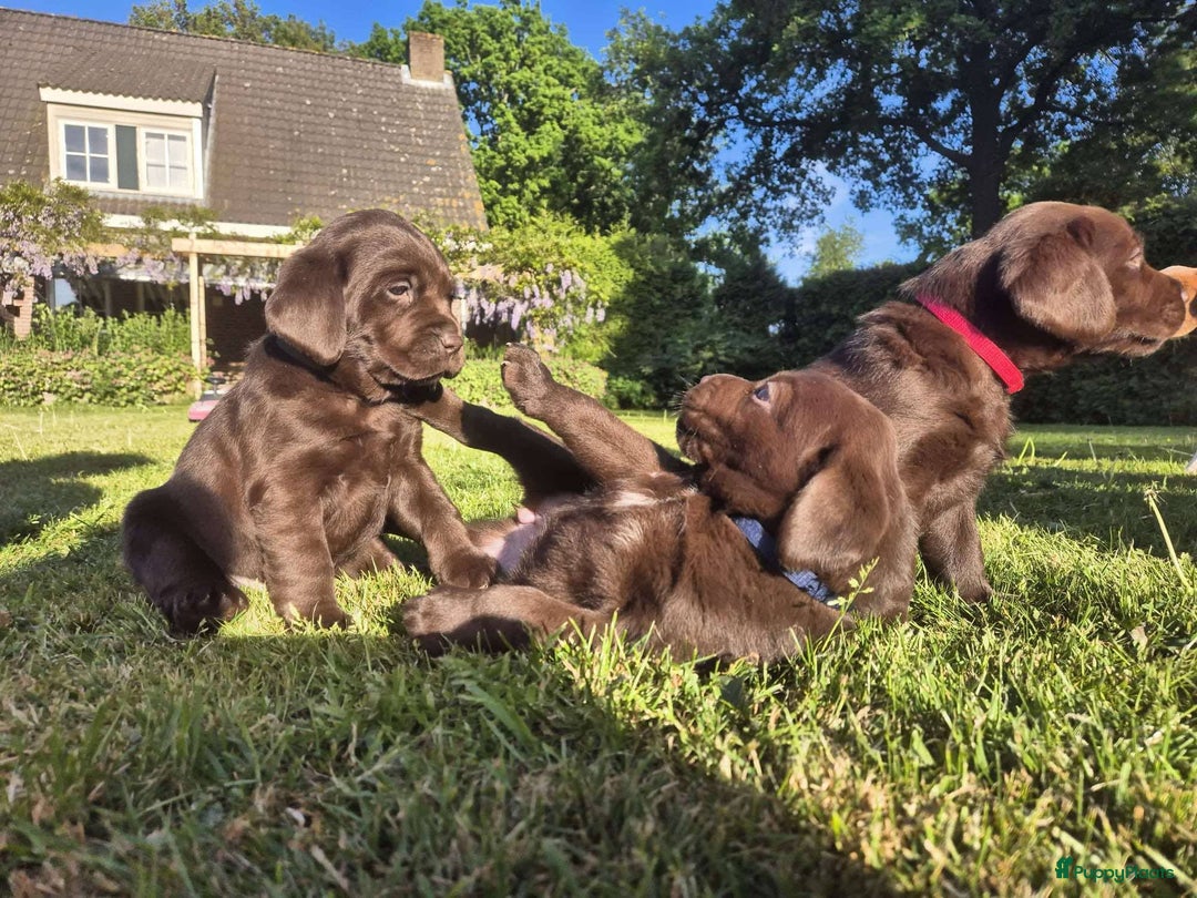 Labrador Retriever honden te koop: Labrador  in Heesch - Afbeelding 2