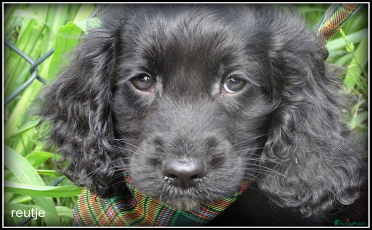 Cockapoo honden - Advertentie 2