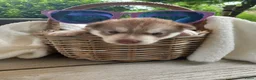 Siberische Husky honden te koop: Siberische Husky pups - Advertentie 5