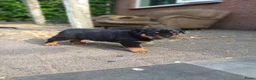 Rottweiler honden te koop: Super leuke en lieve rottweiler pups - Advertentie 10