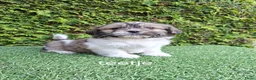 Malshi honden te koop: Zeer mooie speelse boomer pups.  - Advertentie 7