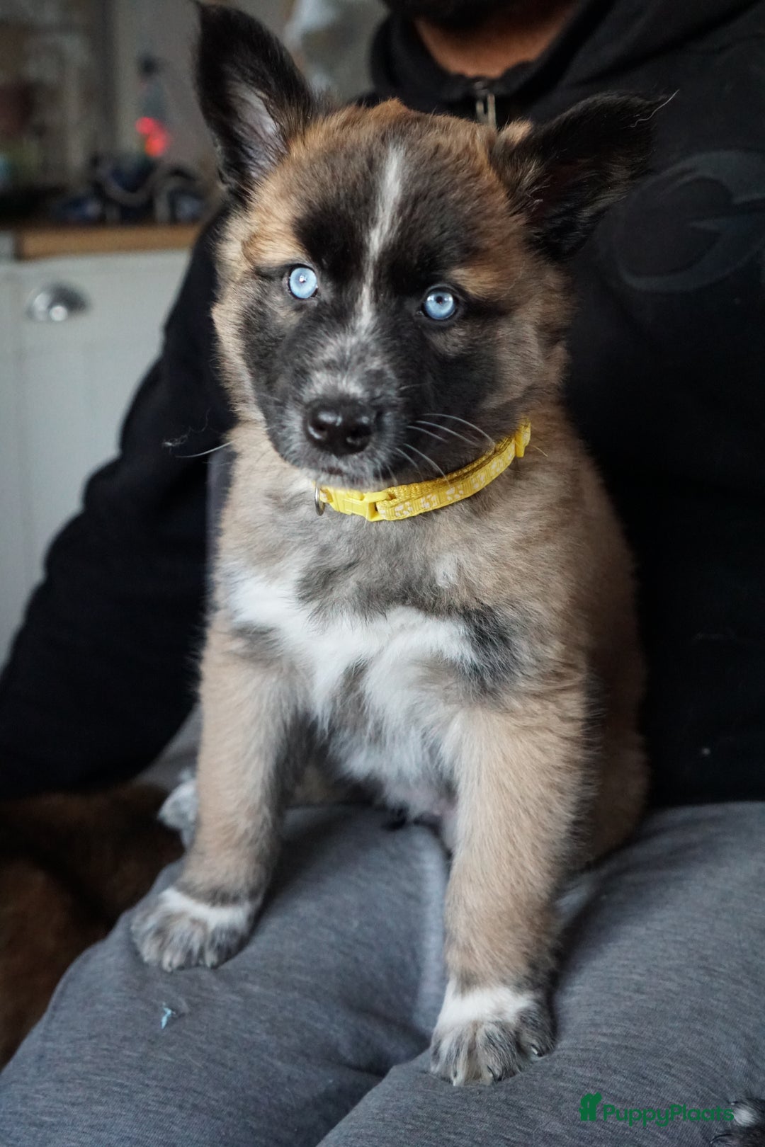 Kruising honden te koop: Prachtige Husky x Mechelse herder kruising pups - Advertentie 8