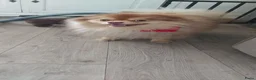 Pomsky honden te koop: Pommeriaan pomsky  - Advertentie 31